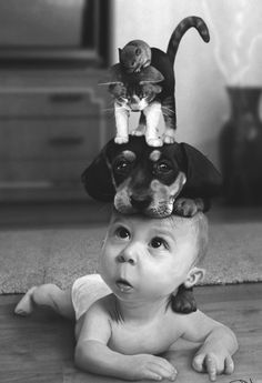 Vintage Foto's, Baby Kittens, Dog And Cat, Cute Animal Pictures, Vintage Pictures, Animals Friends, Funny Photos