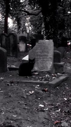 a black cat is sitting in the middle of a cemetery with tombstones and trees