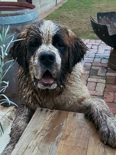 a wet dog sitting on top of a wooden table next to a potted plant