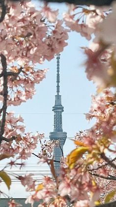 cherry blossoms are blooming in the foreground, and a tall building is seen through the trees