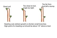 three stages of growth from one tree to the next, with text explaining how it works