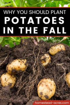 potatoes in the ground with text overlay saying why you should plant potatoes in the fall