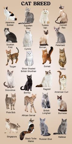 an image of cats that are all different colors in the same group on a beige background