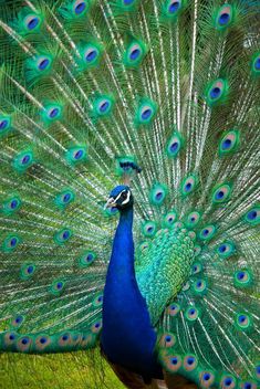 a peacock with its feathers spread out