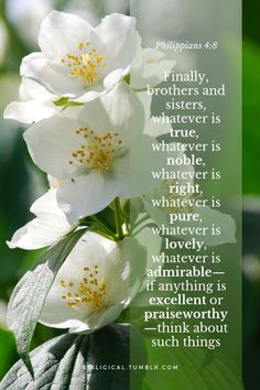 three white flowers with a bible verse