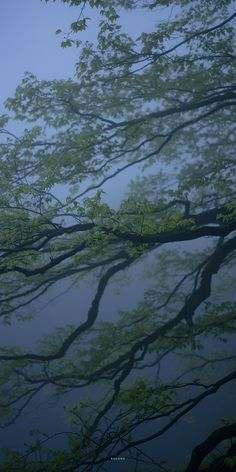 the branches of a tree are reflected in the water on a foggy, blue day