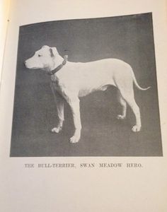 an old photo of a white dog in black and white with the words, the bell - terrier, swan meadow hero