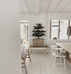 a living room with white walls and wooden flooring next to a tree in a pot