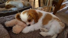 a brown and white dog laying on top of a teddy bear