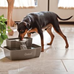 a black and brown dog drinking from a water fountain