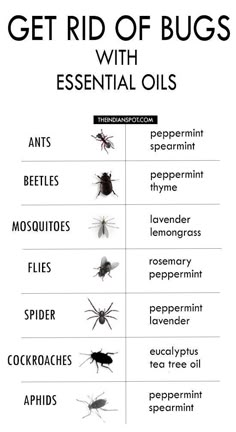 Bug Spray Recipe, Essential Oils Guide, Homemade Cleaning Solutions, Living Essentials Oils, Oil Diffuser Blends, Household Cleaning Tips, Oil Uses, Aromatherapy Oils, Essential Oil Uses