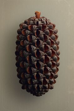 a pine cone hanging on the wall in front of a gray background with white border