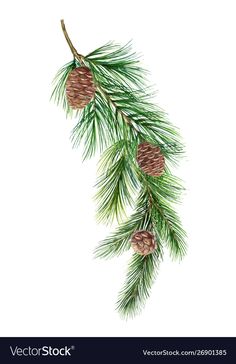 pine branch with cones on white background