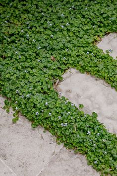 some green plants growing on the side of a road