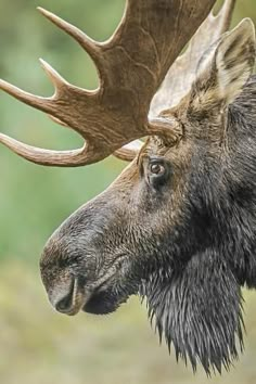 a moose with large antlers on it's head