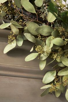 some green leaves are hanging on the side of a building