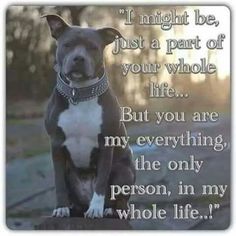 a dog sitting on top of a rock with the words, i might be just a part of your whole life but you are my everything is the only person in my whole life