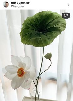 a white flower sitting in a vase on top of a table