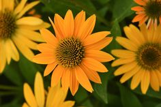 yellow flowers with green leaves in the background