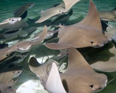 a group of stingfish swimming in the water