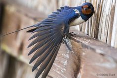 a blue and white bird with its wings spread out on the side of a wooden fence