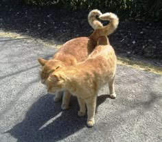 an orange cat standing on top of a sidewalk next to another cat with it's tail curled up