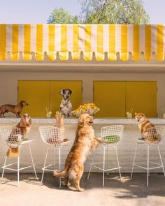 several dogs are sitting at a table with chairs and food on the table in front of them