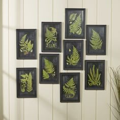 a bunch of framed pictures hanging on the wall with green plants in them and some grass