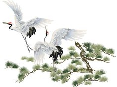 two cranes are standing on the branches of a pine tree, with their wings spread