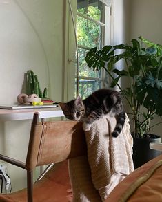 a cat laying on top of a chair next to a plant in a living room