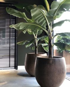 two potted plants sitting on top of a table next to each other in front of a window