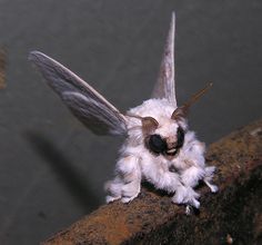 a close up of a moth on a ledge