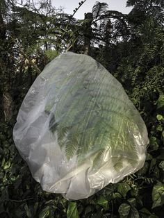 a plastic bag is hanging from a tree