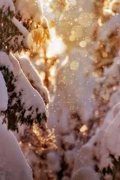 the sun shines through the snow covered trees