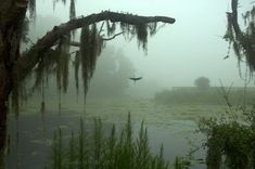 a foggy swamp with trees and birds flying in the air over water covered by moss