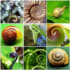 many different types of snails on green leafy plants and leaves, including one with spiral