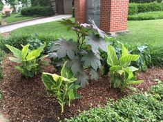 some plants are growing in the mulch on the side of the road near a brick building