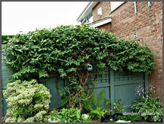 an outdoor garden with lots of plants growing on the side of the building and green doors