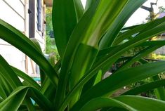 a large green plant in front of a house