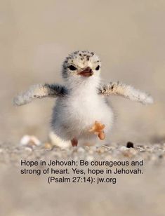 a small bird with its wings spread out and the words hope in jehovat be courageous and strong of heart yes, hope in jehovan