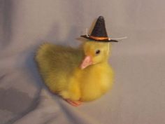 a small yellow duck with a black hat on it's head