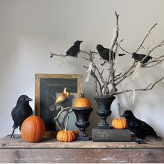 halloween decorations with black birds and pumpkins in vases next to an old framed photograph