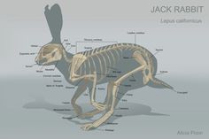 the skeleton of a rabbit is shown in this diagram, with labels on its body