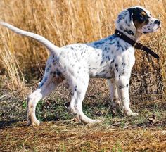 a dalmatian dog standing in the middle of a field with tall brown grass