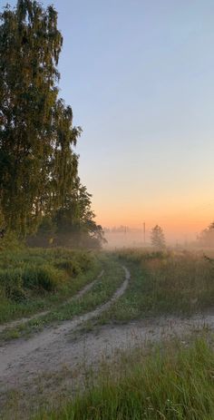 a dirt road in the middle of a field with trees and grass on both sides