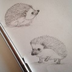 two hedgehogs sitting next to each other on paper