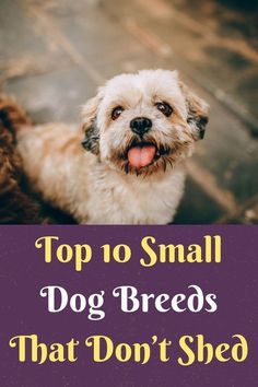 a small dog with its tongue out and the words top 10 small dog breeds that don't shed