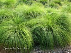 some very pretty green plants in the grass