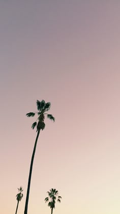 two tall palm trees against a pink sky