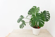 a large green plant in a white pot on a wooden floor next to a wall